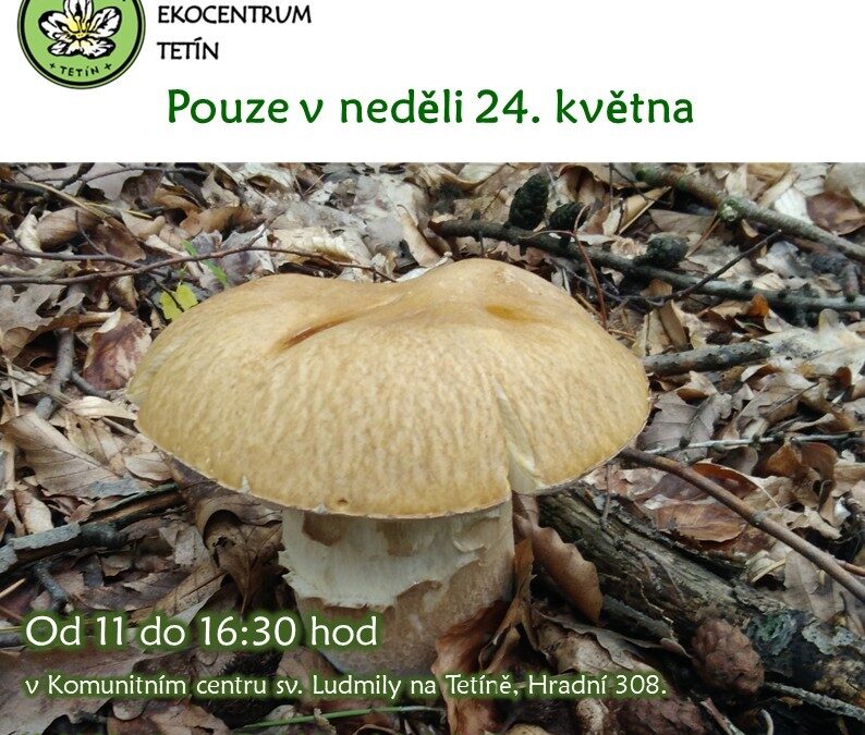 Výstava čerstvých jarních hub